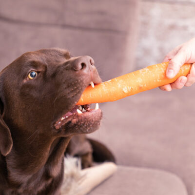 7 human foods that dogs can safely enjoy